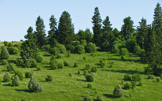 plants appalachian mountains trees